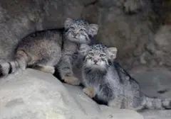Kucing ‘Paling Cemberut’ di Jepang Rayakan Debut Publik di Kebun Binatang