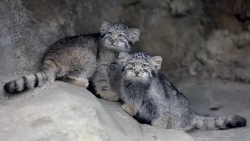 Kucing 'Paling Cemberut' di Jepang Rayakan Debut Publik di Kebun Binatang