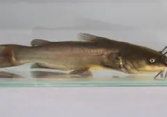 Peneliti Temukan Kanker Menular pada Ikan Lele, Potensi Ancaman bagi Konsumen?