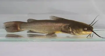 Peneliti Temukan Kanker Menular pada Ikan Lele, Potensi Ancaman bagi Konsumen?