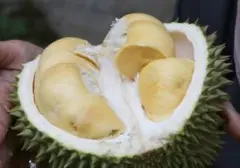 Panduan Lengkap Memilih Durian Berkualitas: 7 Jurus Jitu Agar Tak Salah Pilih