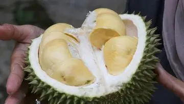 Panduan Lengkap Memilih Durian Berkualitas: 7 Jurus Jitu Agar Tak Salah Pilih