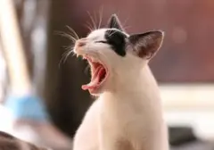 Kucing Anda Menunjukkan 8 Tanda Kebosanan Ini? Waktunya Berinteraksi Lebih Intens!