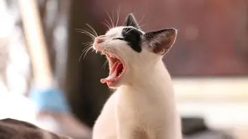 Kucing Anda Menunjukkan 8 Tanda Kebosanan Ini? Waktunya Berinteraksi Lebih Intens!