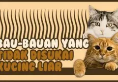Kucing Liar Ogah Mendekat? Kenali Aroma yang Dibenci Hewan Berbulu Ini