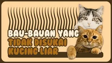 Kucing Liar Ogah Mendekat? Kenali Aroma yang Dibenci Hewan Berbulu Ini