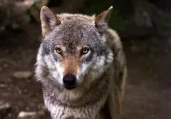 Kawanan Serigala Muncul di Objek Wisata, Pengelola Imbau Pengunjung Tetap Tenang dan Tak Lari