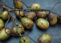 Matoa: Buah Khas Papua Kaya Manfaat untuk Kesehatan Jantung dan Kekebalan Tubuh
