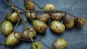 Matoa: Buah Khas Papua Kaya Manfaat untuk Kesehatan Jantung dan Kekebalan Tubuh