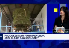 Produksi Minyak Kayu Putih Anjlok, Indonesia Hadapi Potensi Kelangkaan dan Kenaikan Harga