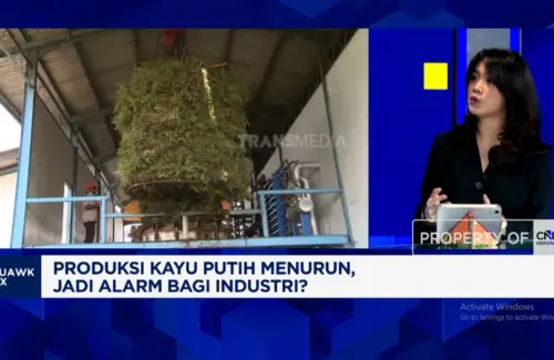 Produksi Minyak Kayu Putih Anjlok, Indonesia Hadapi Potensi Kelangkaan dan Kenaikan Harga