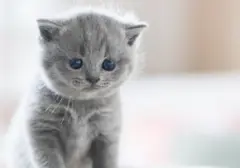 Wangi Unik: Hadir Parfum Beraroma 'Bulu Anak Kucing', Sensasi Lembut dan Hangat