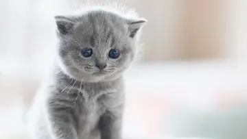 Wangi Unik: Hadir Parfum Beraroma ‘Bulu Anak Kucing’, Sensasi Lembut dan Hangat