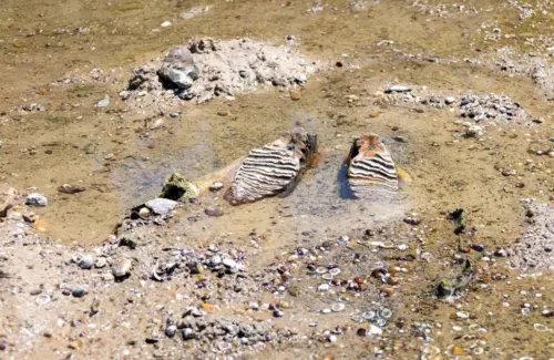 Keajaiban Prasejarah: Gading Mammoth Utuh Muncul di Dasar Sungai Danube yang Menyusut