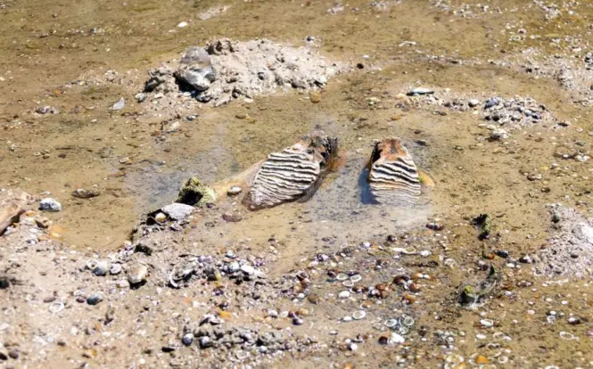 Keajaiban Prasejarah: Gading Mammoth Utuh Muncul di Dasar Sungai Danube yang Menyusut