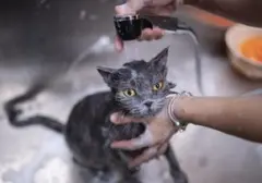 Basmi Tuntas Kutu Kucing dan Cegah Kambuh: Panduan Lengkap untuk Pemilik Hewan