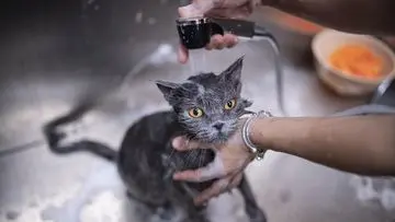 Basmi Tuntas Kutu Kucing dan Cegah Kambuh: Panduan Lengkap untuk Pemilik Hewan