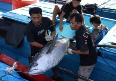Tarif Ekspor Tuna Indonesia ke Jepang Nol Persen, KKP Optimistis Tingkatkan Daya Saing