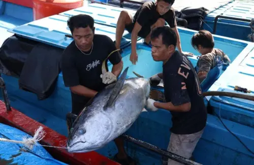 Tarif Ekspor Tuna Indonesia ke Jepang Nol Persen, KKP Optimistis Tingkatkan Daya Saing