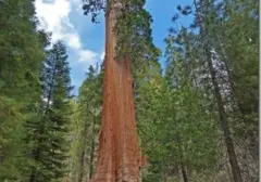 Pohon Purba California: Misteri Usia 1.600 Tahun di Hutan Kuno