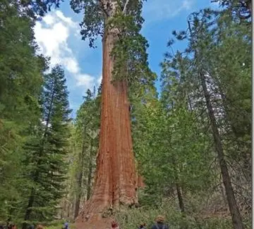 Pohon Purba California: Misteri Usia 1.600 Tahun di Hutan Kuno