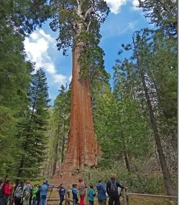 Pohon Purba California: Misteri Usia 1.600 Tahun di Hutan Kuno