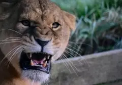Tiga Singa Mati Akibat Gelombang Panas Ekstrem di Kebun Binatang Jepang