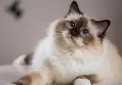 Panduan Lengkap Jadwal dan Jenis Vaksinasi Kucing: Kewajiban Pemilik Hewan Kesayangan