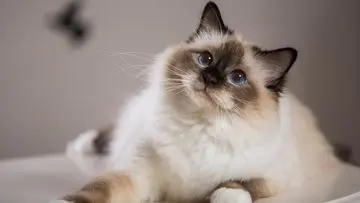 Panduan Lengkap Jadwal dan Jenis Vaksinasi Kucing: Kewajiban Pemilik Hewan Kesayangan