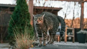 Strategi Ampuh Mencegah Kucing Liar Jadikan Halaman Rumah Sebagai 'Toilet Umum'