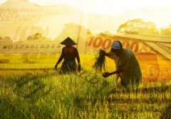 Indonesia Meroket di Panggung Global: Bergabung dengan 5 Raksasa Penguasa Pertanian Dunia