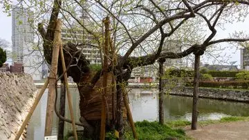 Hibakujumoku: Pohon Penyintas Bom Hiroshima, Simbol Tangguh Kehidupan dan Harapan Baru