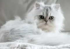 Panduan Memilih Kucing Idaman untuk Hunian Apartemen yang Sempit