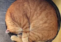 Lebih dari Sekadar Malas: 7 Alasan Ilmiah Kucing Menghabiskan Sebagian Besar Waktunya untuk Tidur