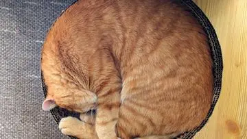 Lebih dari Sekadar Malas: 7 Alasan Ilmiah Kucing Menghabiskan Sebagian Besar Waktunya untuk Tidur