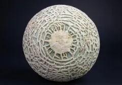 Melon Yubari King Pecahkan Rekor, Terjual Rp658 Juta di Lelang Perdana Jepang