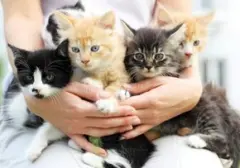 Rayakan Hari Kucing Sedunia: 5 Tips Merayakan Bersama Sahabat Berbulu Anda