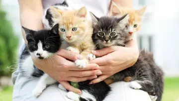 Rayakan Hari Kucing Sedunia: 5 Tips Merayakan Bersama Sahabat Berbulu Anda