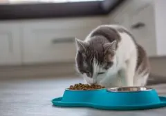 Hindari 6 Kesalahan Fatal Ini Saat Memberi Makan Kucing demi Kesehatan Optimal