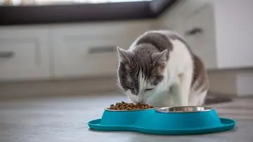 Hindari 6 Kesalahan Fatal Ini Saat Memberi Makan Kucing demi Kesehatan Optimal