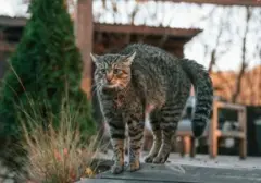 Kucing Tetangga Bikin Resah? Ini 7 Jurus Ampuh Lindungi Pekarangan Anda