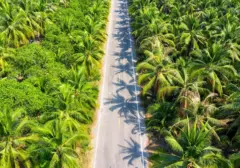 Dari Raja Sawit ke Pembelajar: Negara Ini Kini Lirik Malaysia untuk Bangkitkan Industri Kelapa Sawit