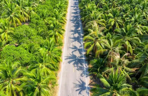 Dari Raja Sawit ke Pembelajar: Negara Ini Kini Lirik Malaysia untuk Bangkitkan Industri Kelapa Sawit