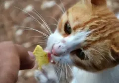 Waspada! 7 Makanan Manusia Ini Sangat Berbahaya Bagi Kucing