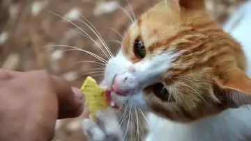 Waspada! 7 Makanan Manusia Ini Sangat Berbahaya Bagi Kucing