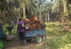 Ancaman Krisis Menghantui Petani Kelapa Sawit Indonesia: Produktivitas Menurun, Harga Berfluktuasi