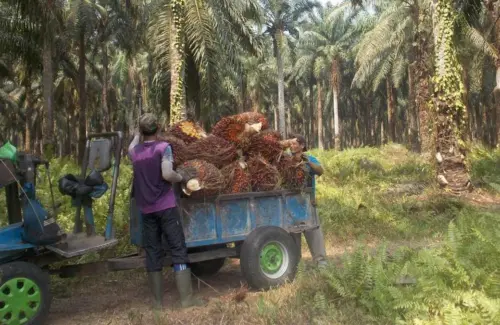 Ancaman Krisis Menghantui Petani Kelapa Sawit Indonesia: Produktivitas Menurun, Harga Berfluktuasi