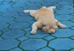 Waspadai 6 Tanda Kucing Anda Mengalami Stres, Bukan Sekadar Perilaku Rewel