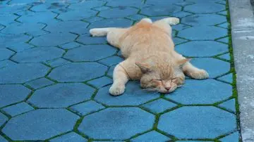 Waspadai 6 Tanda Kucing Anda Mengalami Stres, Bukan Sekadar Perilaku Rewel