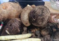 Kimpul: Umbi Lokal Unggulan, Solusi Karbohidrat Bebas Gluten Ala 'Ibu Kimpul'